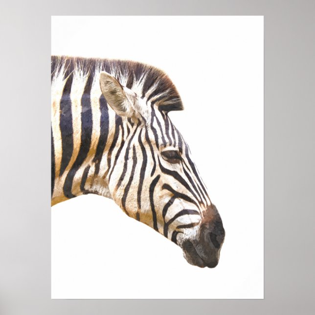 Poster Zebra profil portrait animal jungle (Devant)