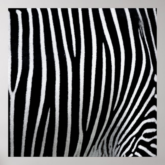 Poster Zebra Skin (Devant)