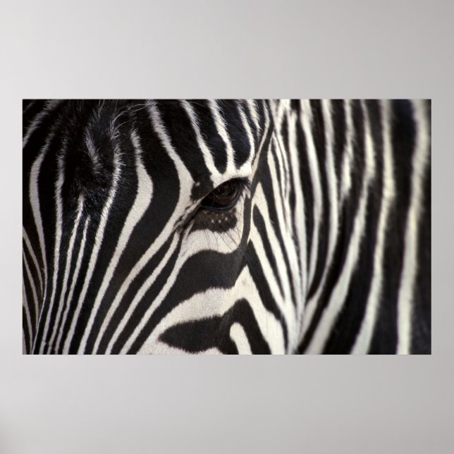 Poster Zebra Stripe Motif & Oeil (Devant)