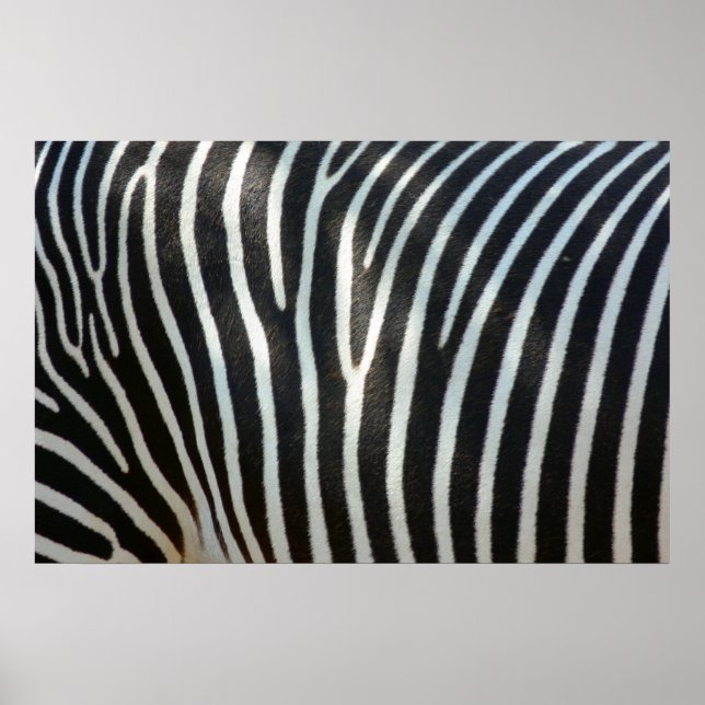 Poster Zebra Stripes 1 (Devant)