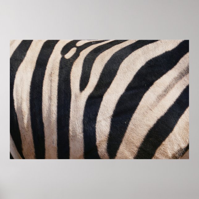 Poster Zebra Stripes noir et blanc (Devant)