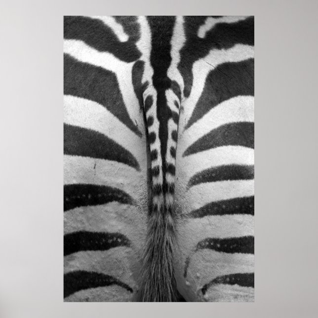 Poster Zebra Strips (Devant)