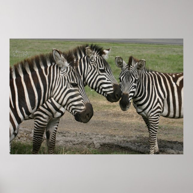 Poster Zebra Talk - Imprimer (Devant)