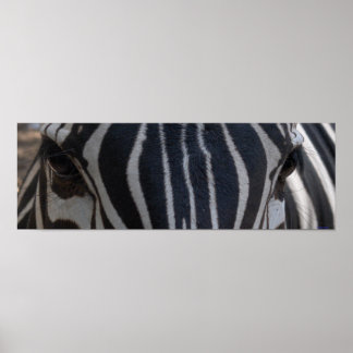 Poster Zebra Zebra sur le mur