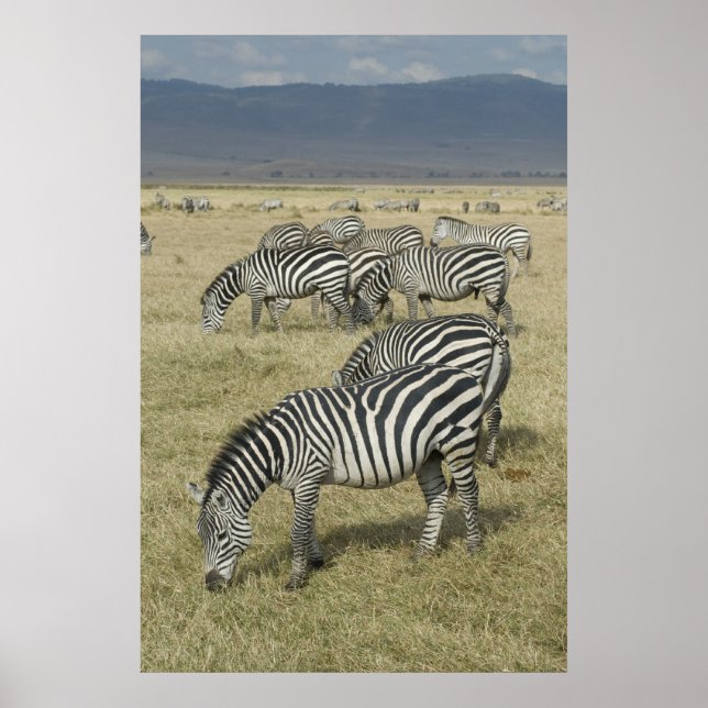 Poster Zebras en Tanzanie (Devant)