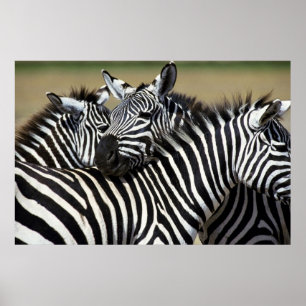 Poster Zebras pack ensemble dans un champ