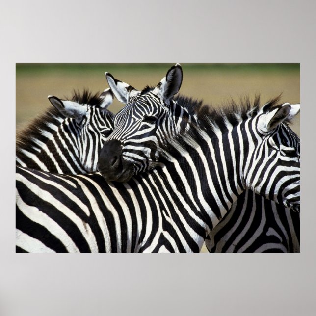 Poster Zebras pack ensemble dans un champ (Devant)