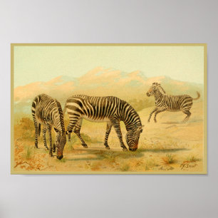 Poster Zebras Vintage Animal Art Imprimer Plaines africai