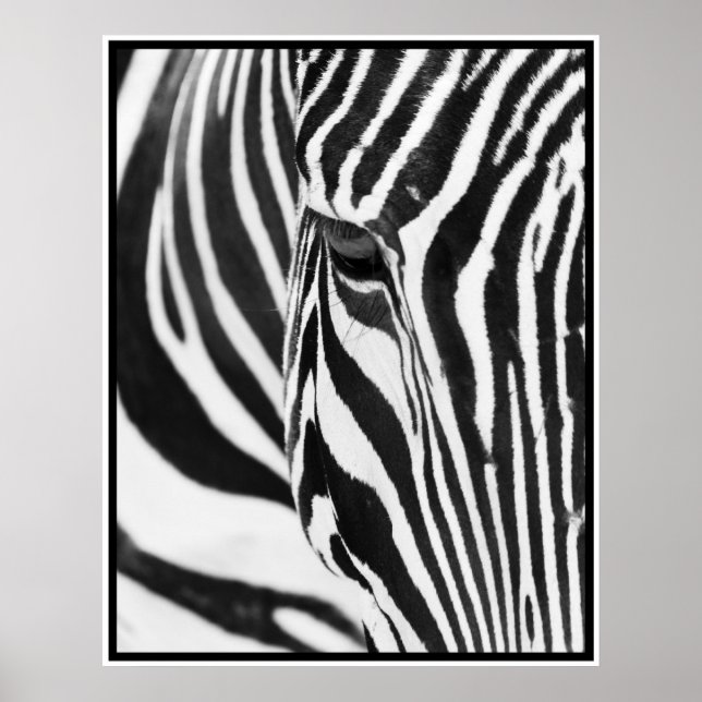Poster Zèbre (Devant)