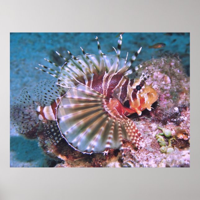 Poster Zèbre (Devant)