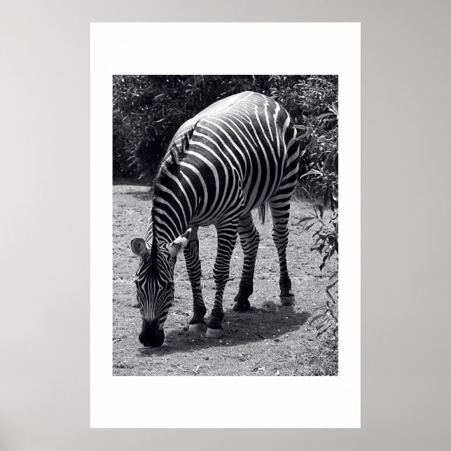 Poster Zèbre (Devant)