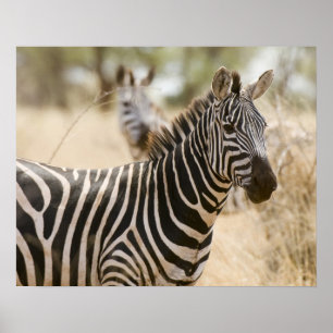 Poster Zèbre au Parc National de Meru, au Kenya.