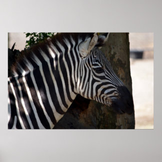 Poster Zèbre d'Afrique