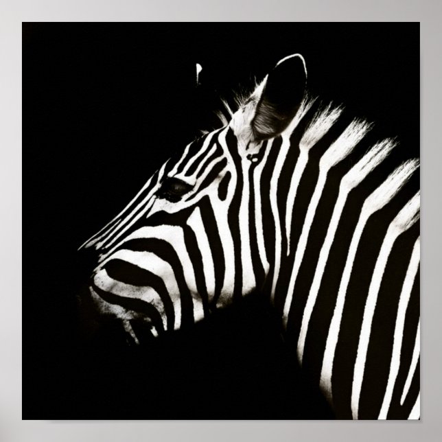Poster Zèbre noir et blanc rayures Animal (Devant)