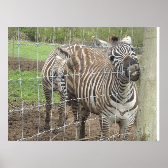 Poster Zèbre souriant (Devant)