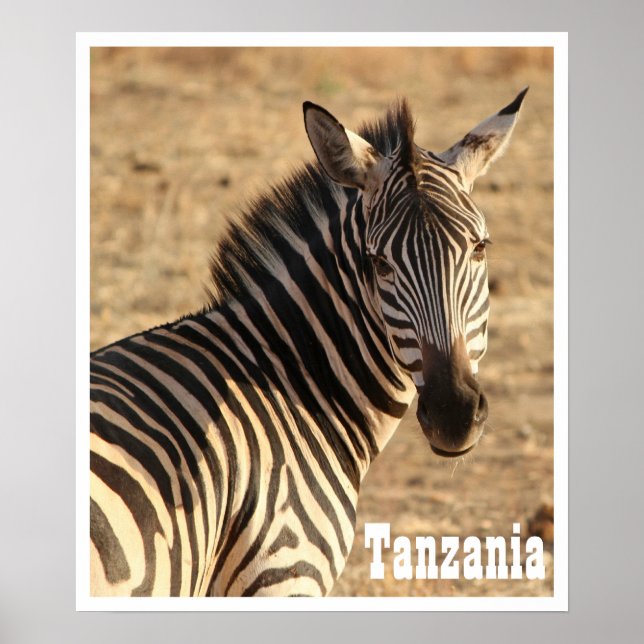 Poster Zèbre, Tanzanie (Devant)
