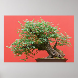 Poster Zelkova bonsai