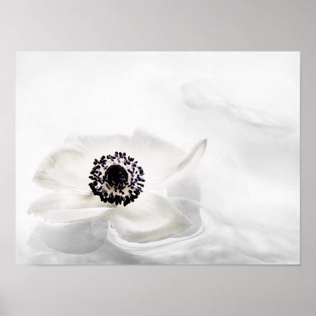 Poster Zen High Key White Anemone sur Arrière - plan d'ea (Devant)