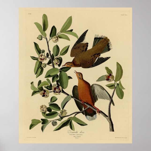 Poster Zenaida Dove de John Audubon's Birds of America (Devant)