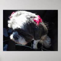 Zhina Est Ma Princesse Chiite Tzu