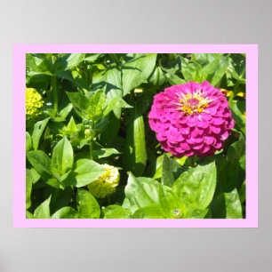 Poster Zinnia rose frappant