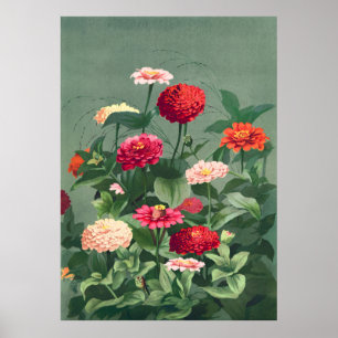 Poster Zinnias