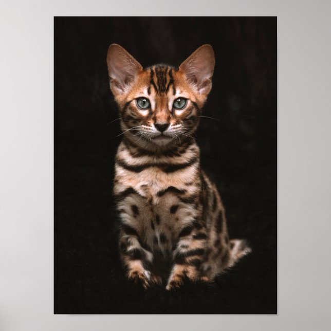 Poster Zones de léopard de chat domestique (Devant)