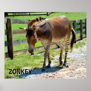 Poster Zonkey partie Zebra et Donkey