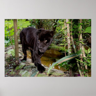 Poster Zoo de Belize City. Panthère noire