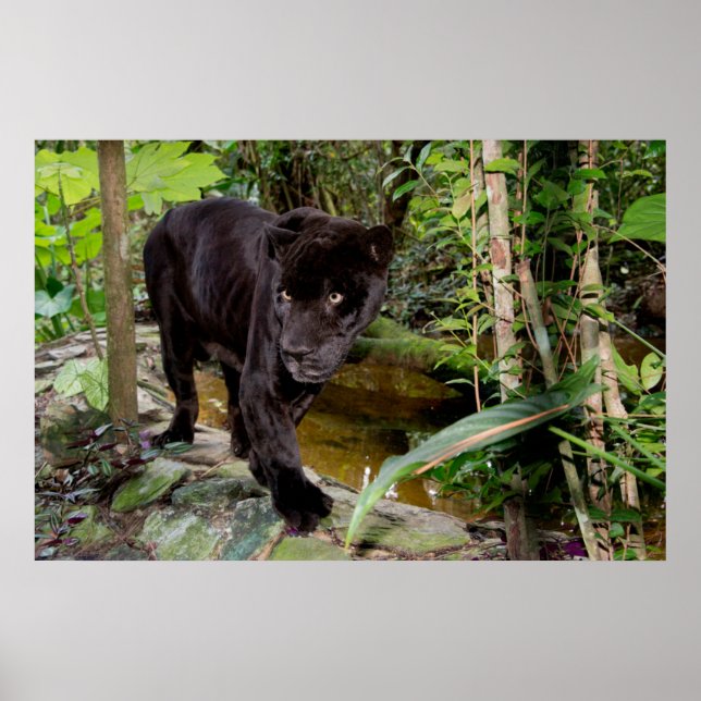 Poster Zoo de Belize City. Panthère noire (Devant)