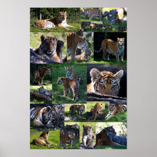Poster Zoo de Calgary Tiger avec petits