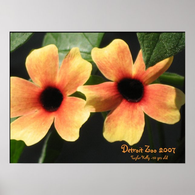 Poster Zoo de Détroit (Devant)