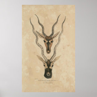 Poster zoologie de l'Inde 1932 blackbuck
