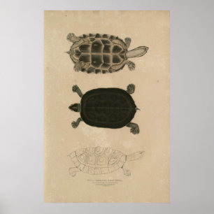 Poster zoologie de l'Inde 1932 thuji terrapin