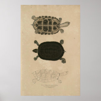 Poster zoologie de l'Inde 1932 thuji terrapin
