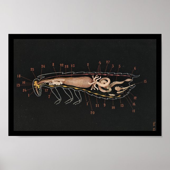 Poster Zoologie vintage Imprimer Cockroach (Devant)