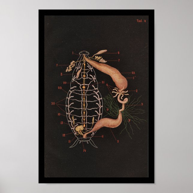 Poster Zoologie vintage Imprimer Cockroach (Devant)