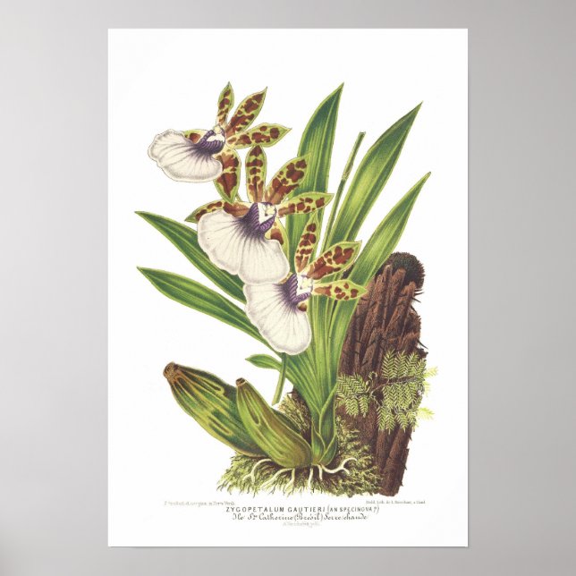 Poster Zygopetalum gautieri (Devant)