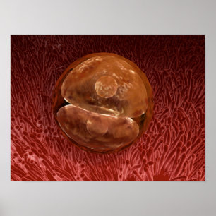 Poster Zygote Development: 24-36 Hours