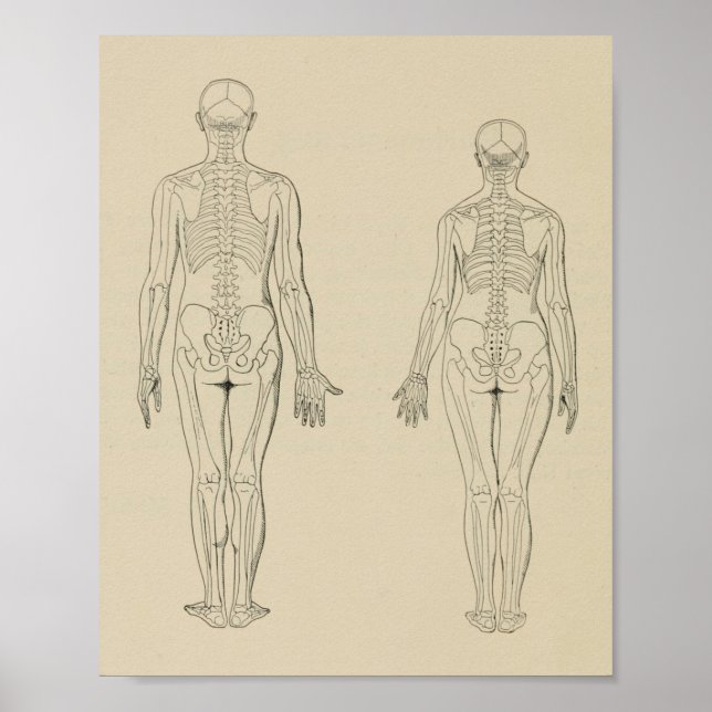 Posterior View Human Skeleton Male Female Print (Front)