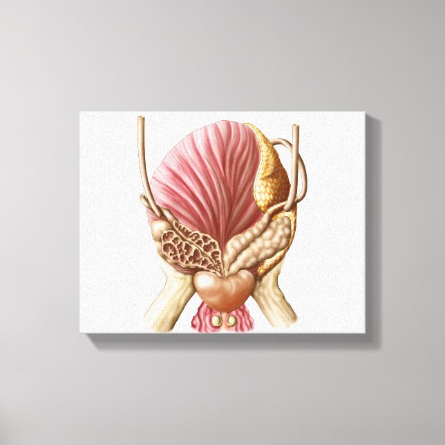 Posterior View Of Urinary Bladder Canvas Print (Front)