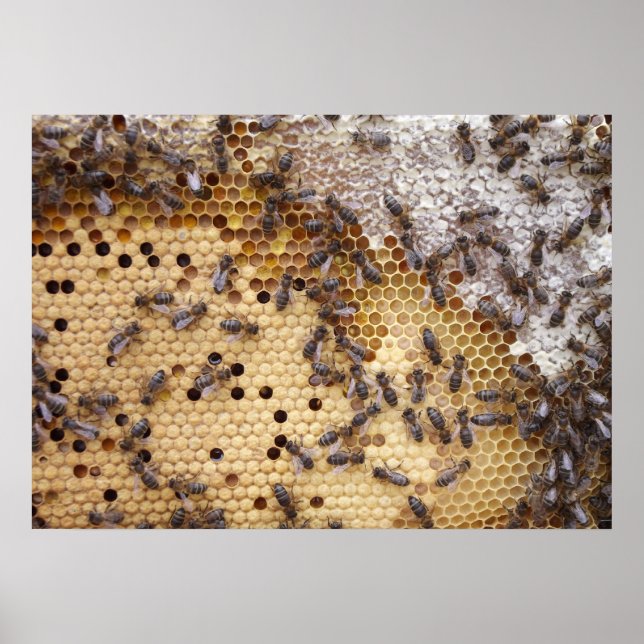 Posters d'Abeilles Nid d'abeilles (Devant)