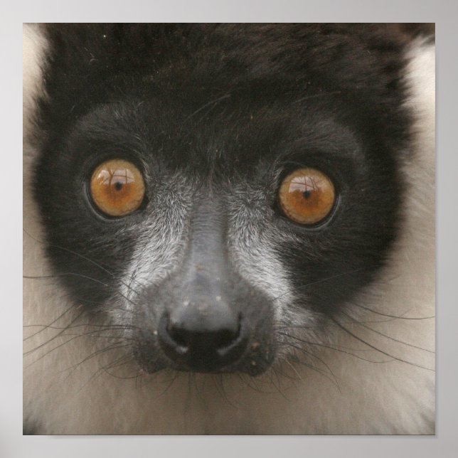 Posters de Lémuriens Ruffés (Devant)