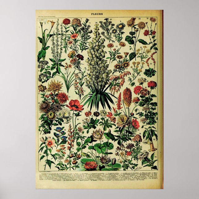 Posters naturels Adolphe Millot Récréés : Fleurs (Devant)