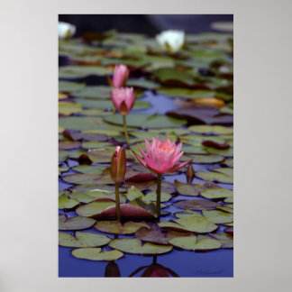 Posters photos Lily Pad -24x36 -autres tailles aus