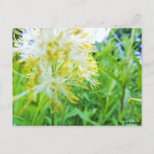 Postkarte - Gelbe Blume Postcard