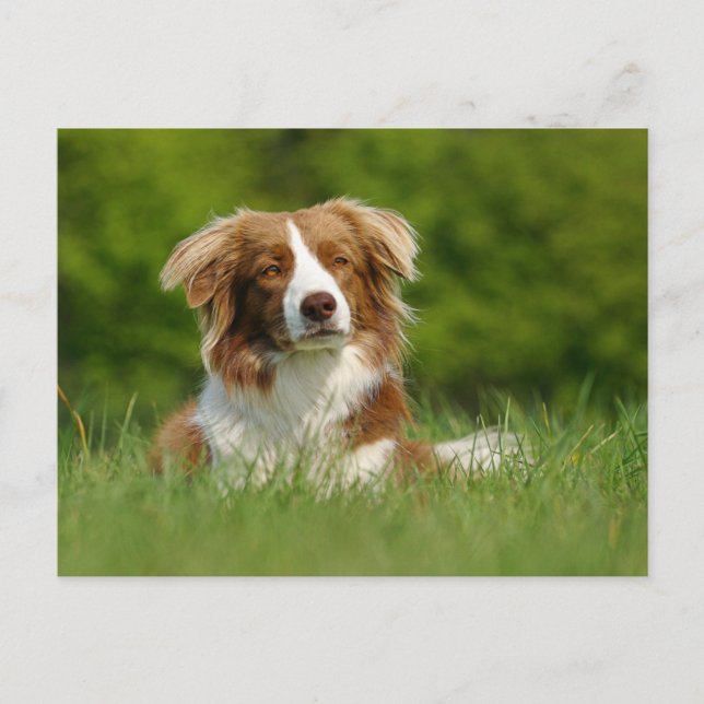Postkarte / Hunde Border Collie Portrait Postcard (Front)