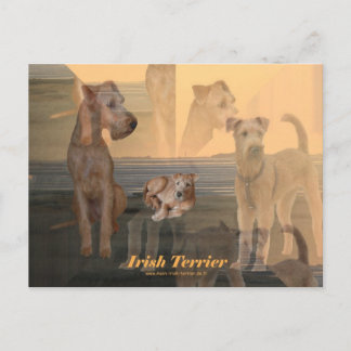 Postkarte "Irish Terrier" Postcard