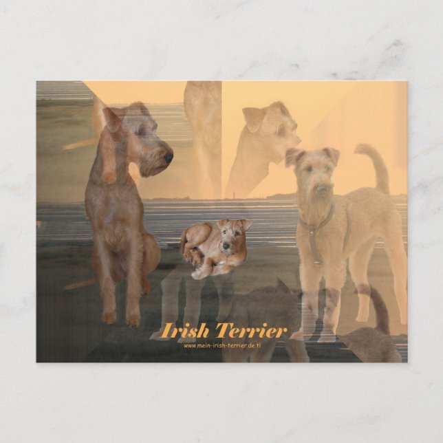 Postkarte "Irish Terrier" Postcard (Front)