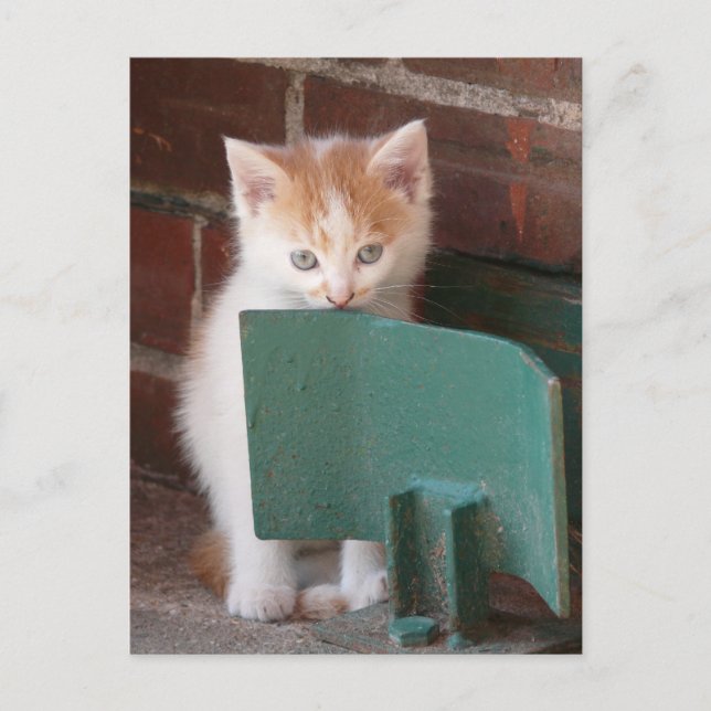 Postkarte "junge Katze" Postcard (Front)